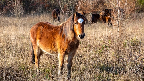 A Darmoor pony stands and looks at the camera stood in their new wood pasture